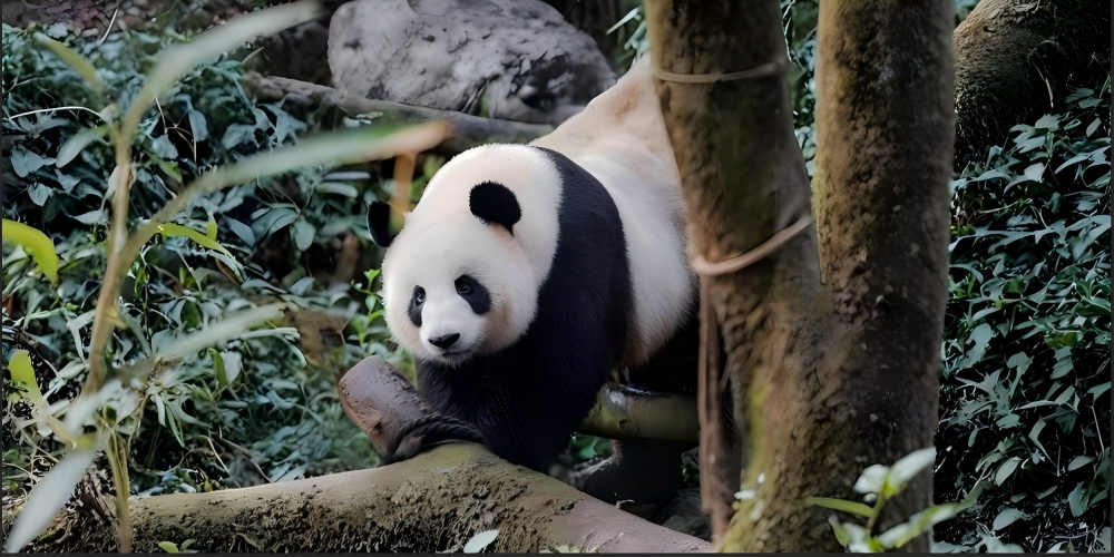 Mt. Siguniang One-Day Adventure from Chengdu: All-Inclusive Tickets, Sightseeing Bus &amp; Premium Small Group Options
