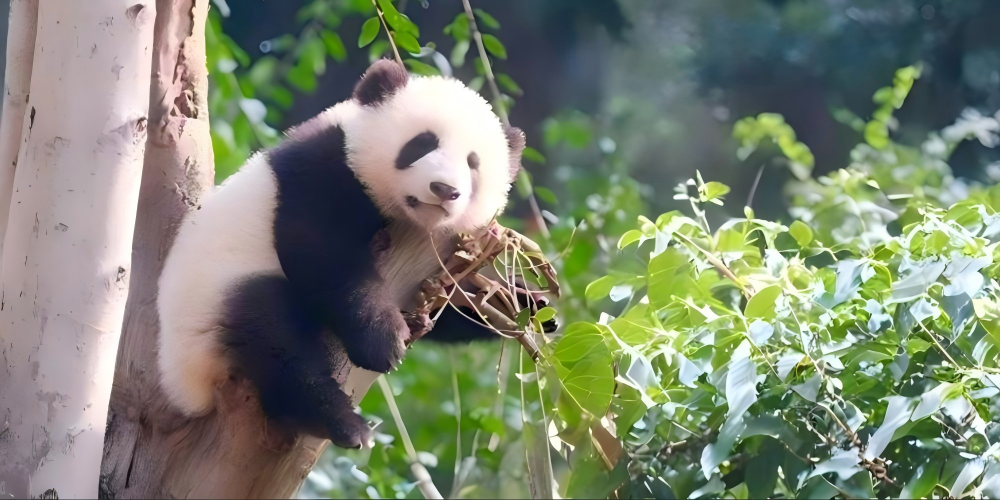 8-Day Premium Sichuan Panorama Tour: Fairy Tale Jiuzhaigou, Ancient Sanxingdui Bronze, Giant Pandas & Double World Heritage Icons