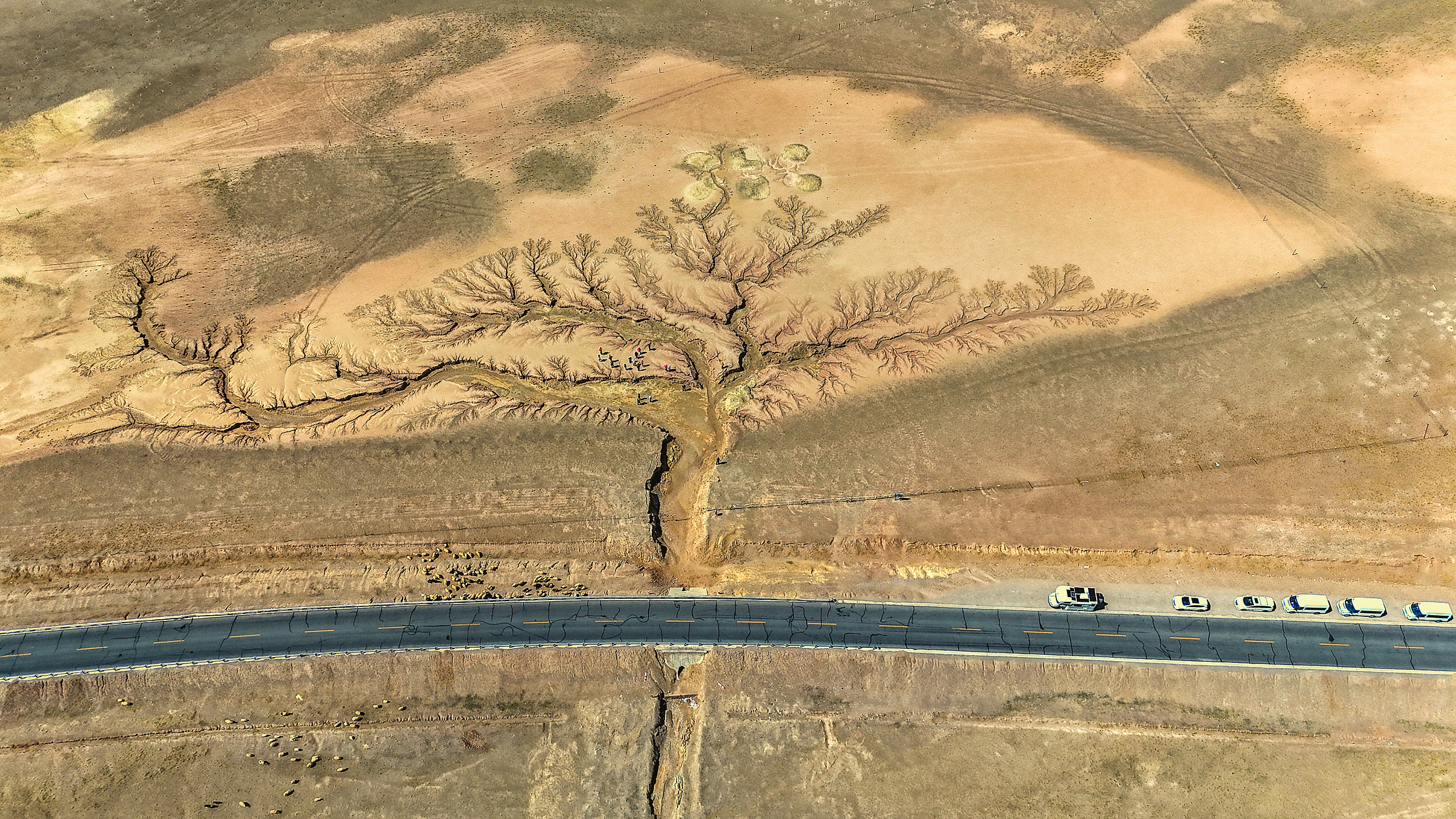 “Tree of the Earth” in Ngari Prefecture