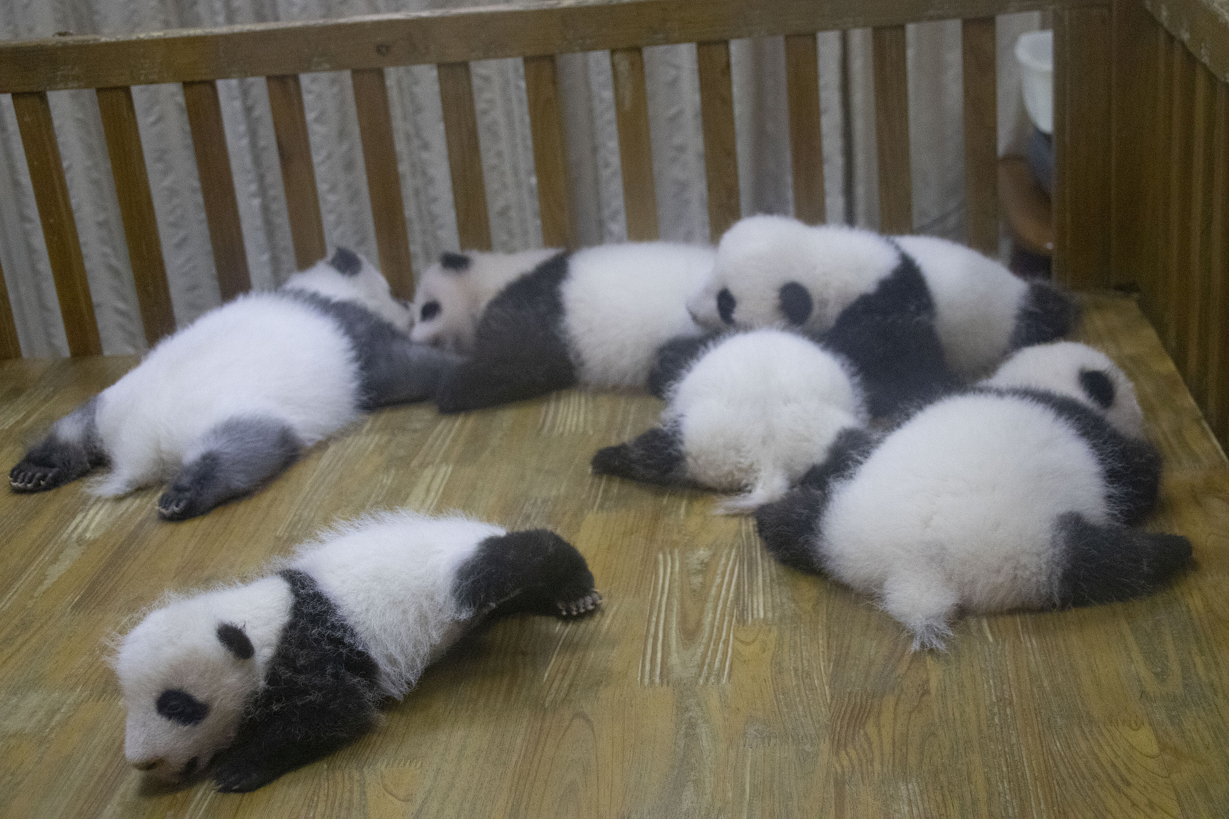 The Moon Delivery Room for Pandas
