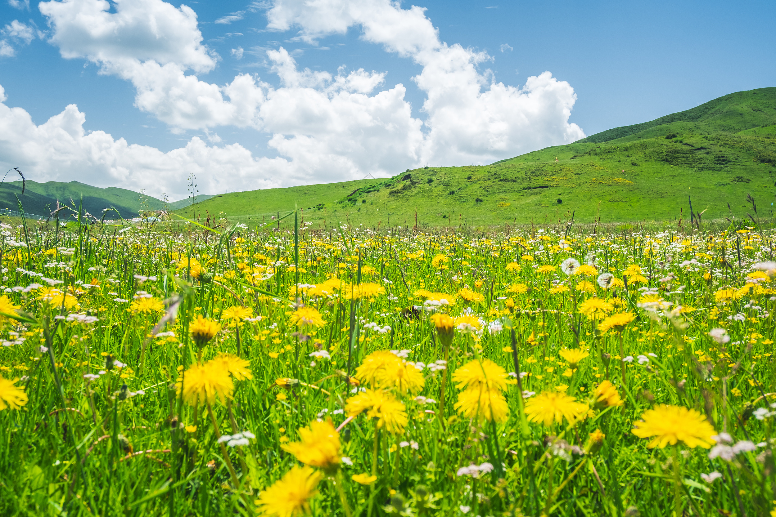Hongyuan – Ruoergai Prairie