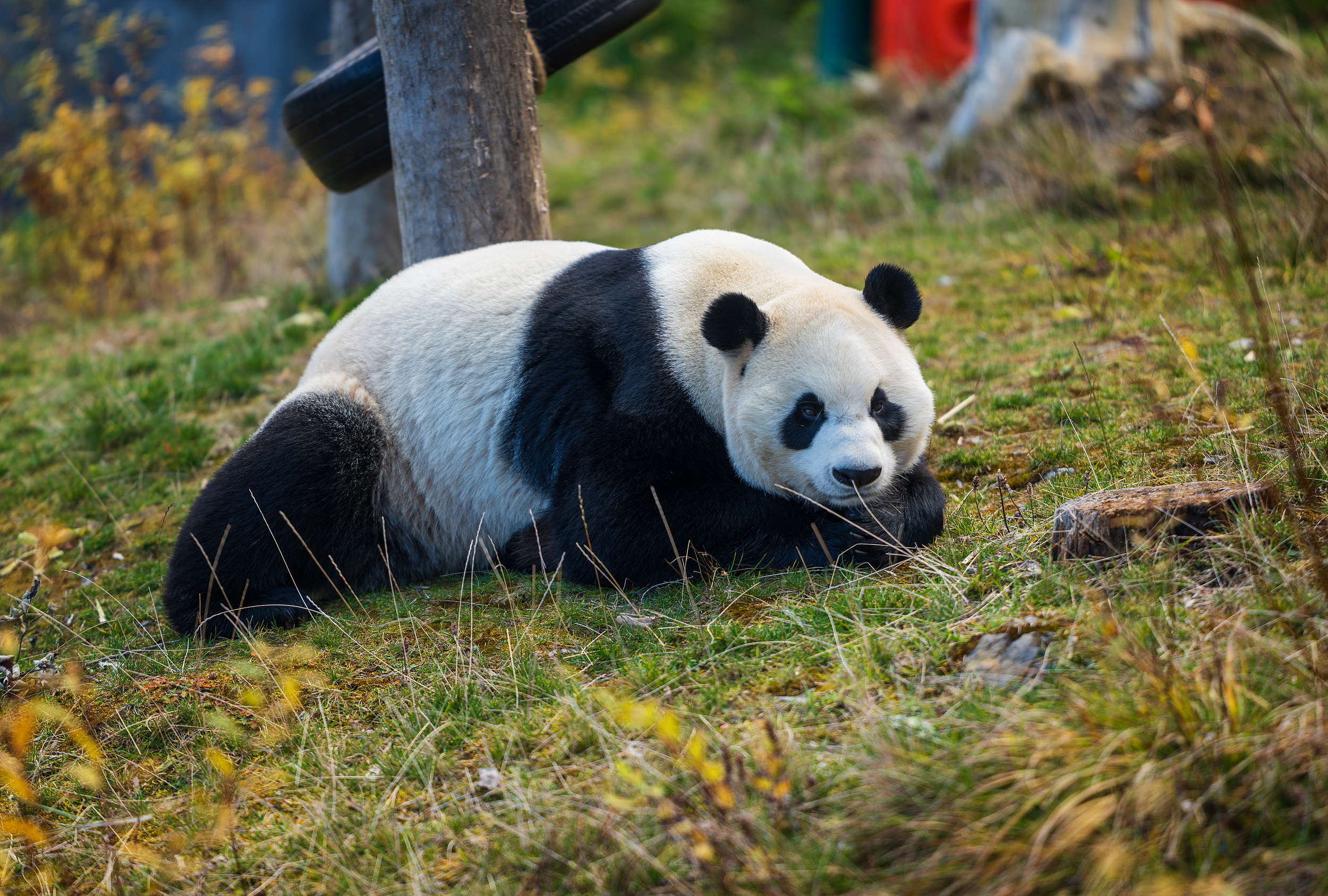 Jiawuhai Conservation and Research Park of Giant Panda