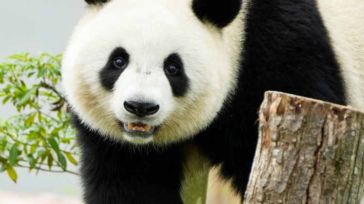Chongqing + Chengdu + Guanghan + Sanxingdui Museum + Chengdu Research Base of Giant Panda Breeding