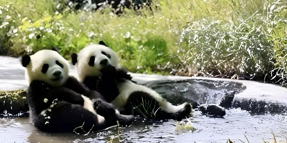 • China + Chongqing + Dazu + Chongqing Zoo + Hongya Cave