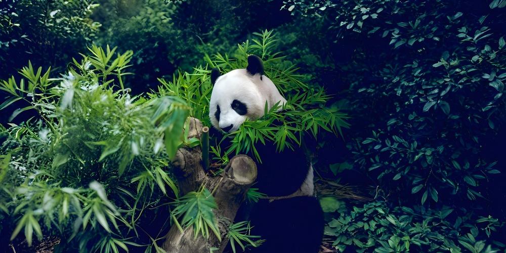 • Chongqing + Wulong Three Natural Bridges + Longshuixia Fissure Gorge Cleft + Chengdu + Chengdu Research Base of Giant Panda Breeding + Guanghan + Sanxingdui Museum