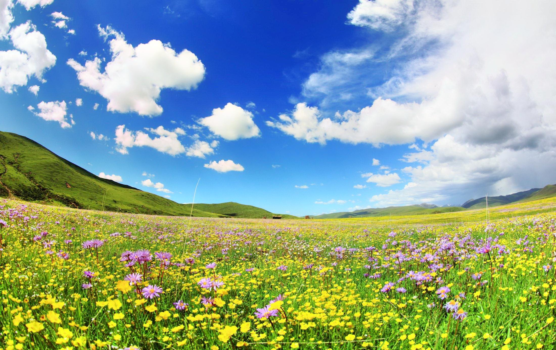 The Flower Sea Scenery