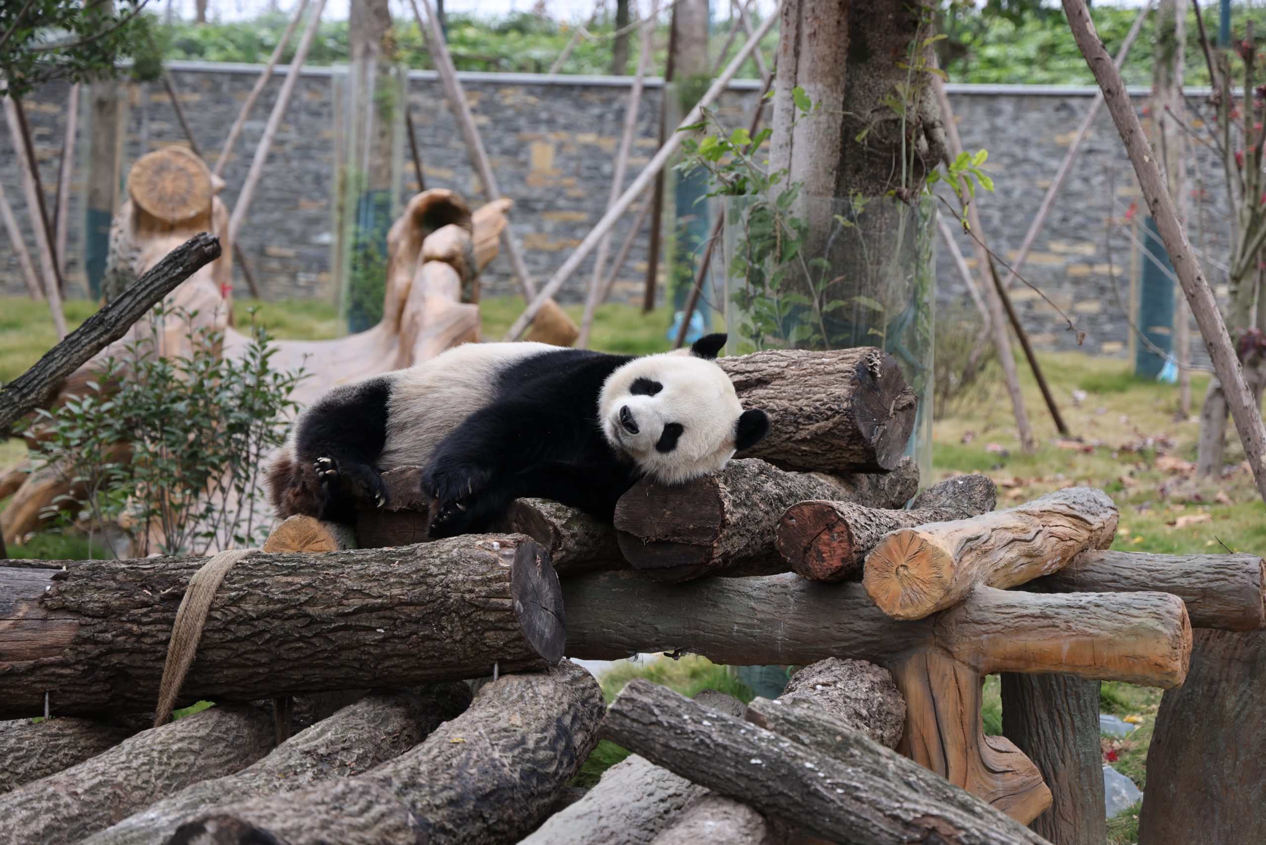 Mianyang China Giant Panda Garden