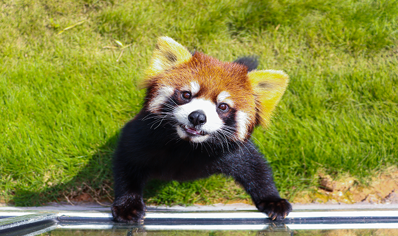 Red Panda Forest Park